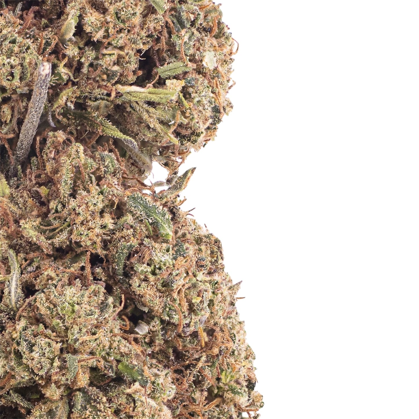 Bubble-pop-cbd-buds-closeup