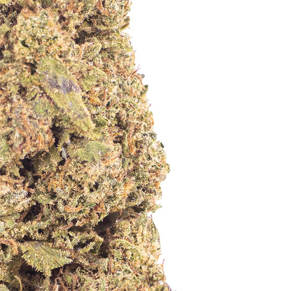 Raspberry-kush-cbd-buds-closeup