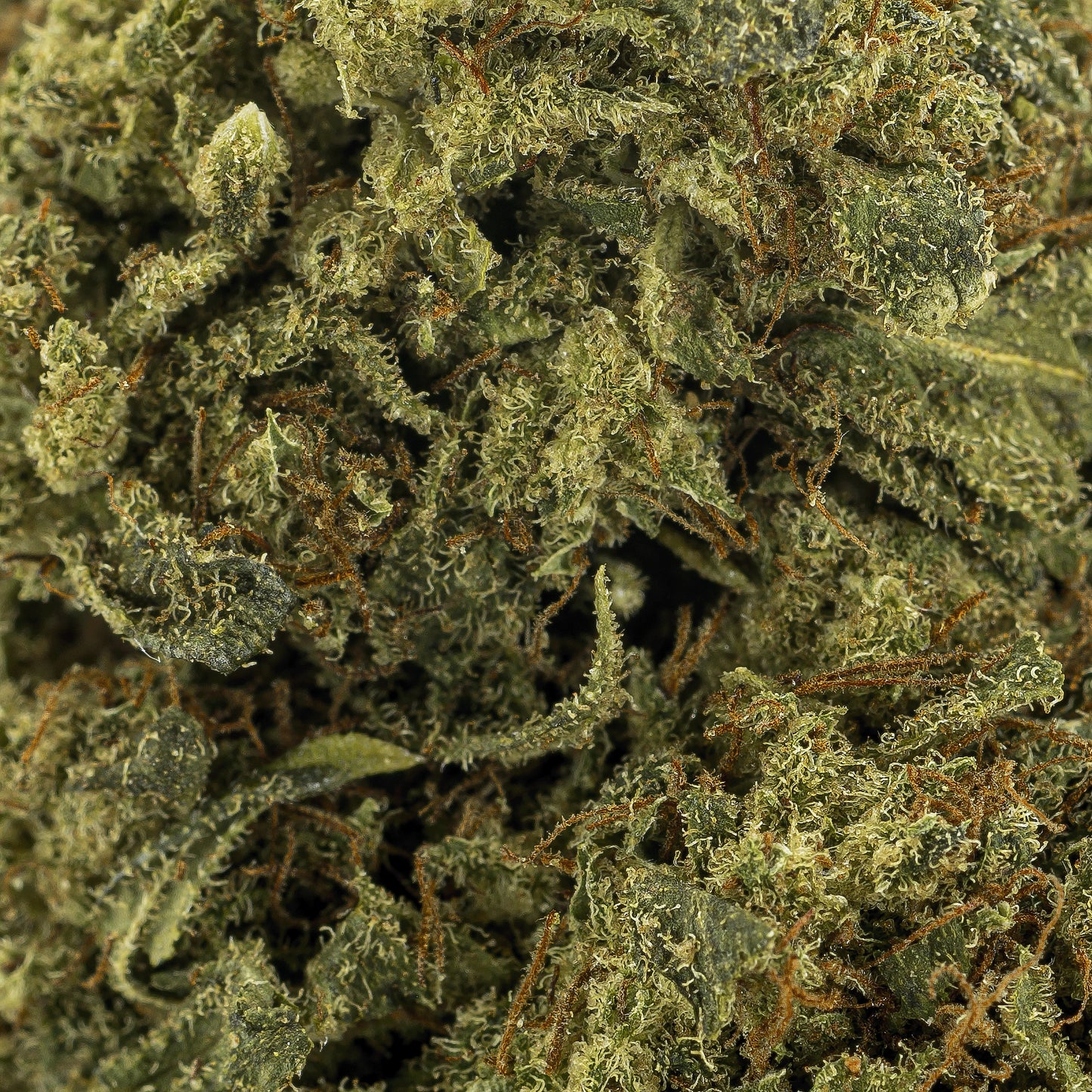 amnesia-infused-closeup-image